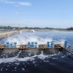 che-pham-sinh-hoc-xu-ly-nuoc-bi-nhiem-amoni