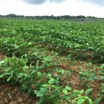 may-cat-bam-goc-ra-giai-bai-toan-can-thiet-cua-ruong-dong-2