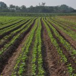 may-cat-bam-goc-ra-giai-bai-toan-can-thiet-cua-ruong-dong-3